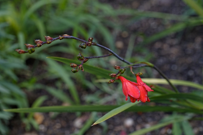 Jardin des Impressionnistes-115